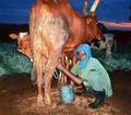 Milchviehhaltung in Mbarara, Uganda, Quelle: www.germanwatch.org